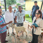 Bank Maluku-Malut Cabang Ambon Tebar Kepedulian, Salurkan Hewan Kurban untuk Warga Muslim