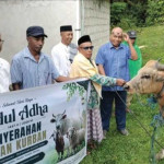 Bram Wattimena Serahkan Sapi Kurban untuk Warga Wakal, Tebar Pesan Persaudaraan di Hari Raya Idul Adha