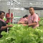 Unpatti Kembangkan Hidroponik, Dorong Usaha Produktif Sekaligus Jadi Laboratorium Mahasiswa